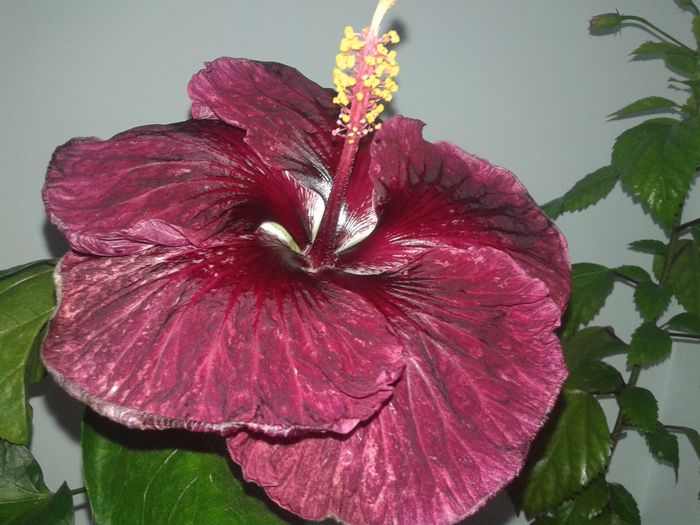 20160623_115020 - Hibiscus Black Dragon