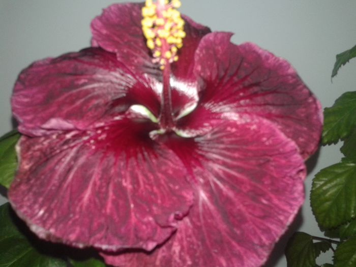 20160623_115024 - Hibiscus Black Dragon