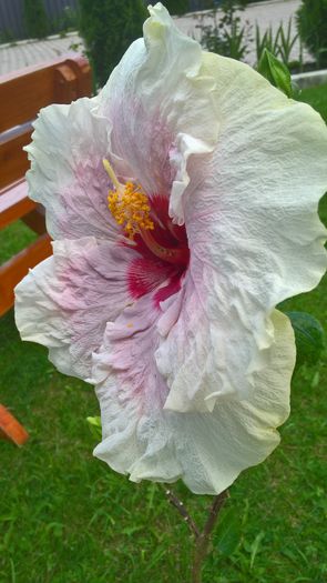 WP_20160623_14_53_22_Pro - Hibiscus Rebellious Lady