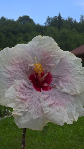 WP_20160623_14_53_40_Pro - Hibiscus Rebellious Lady