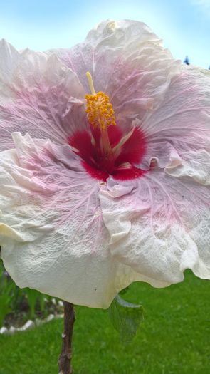 WP_20160623_14_53_46_Pro - Hibiscus Rebellious Lady