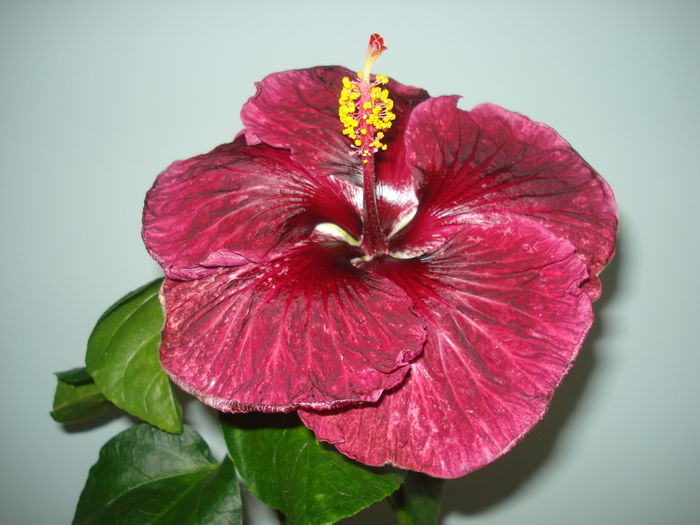 DSC05781 - Hibiscus Black Dragon