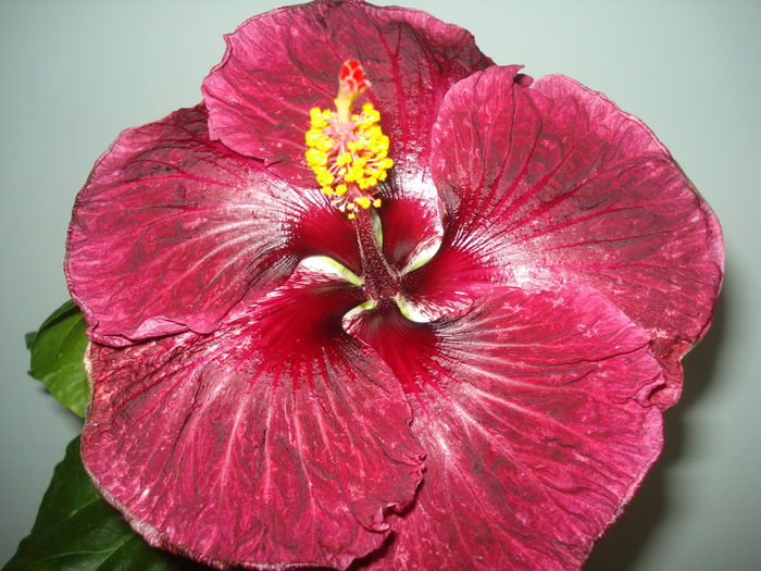 DSC05790 - Hibiscus Black Dragon