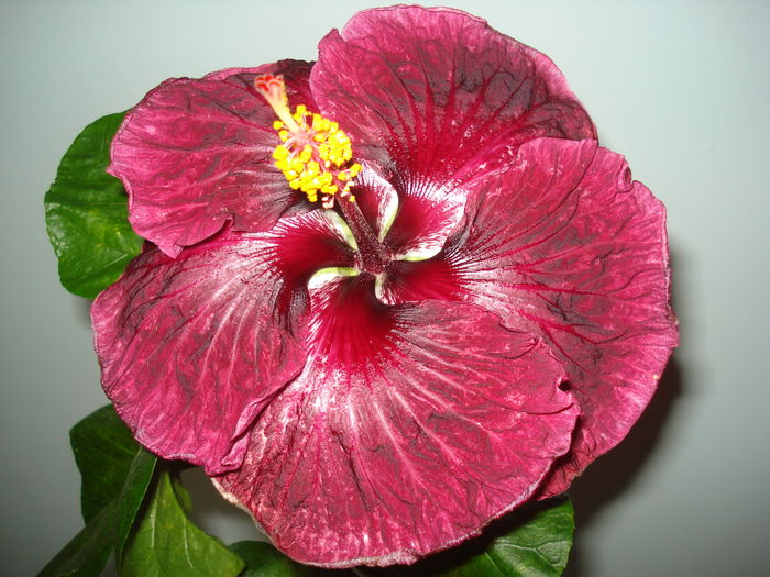 DSC05771 - FLORI 2016