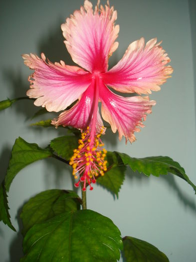 DSC05798 - HIBISCUS 2016