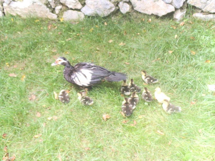 DSCF9037 - pasari de rasa-ratele melel lesesti