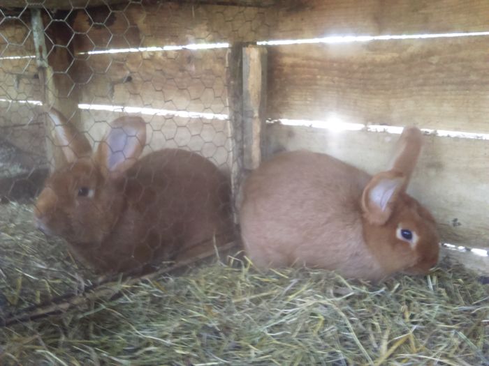 Un mascul foarte promitator