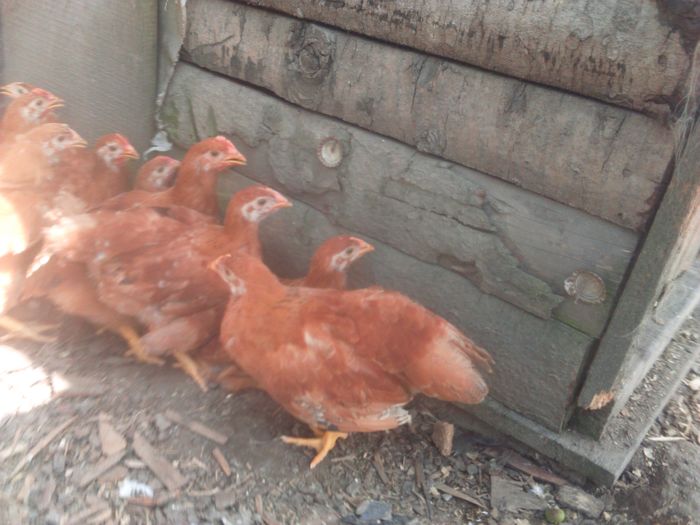 Pui New Hampshire de 5 saptamani, 15 gainuse si 4 cocosei