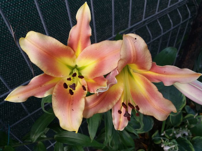 20160621_200434 - CRINI