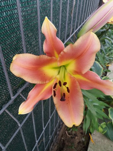 20160621_200412 - CRINI