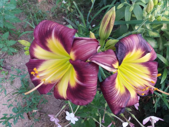 20160621_195303 - CRINI