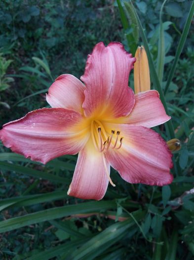 20160621_195239 - CRINI