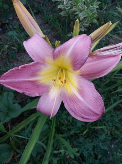 20160621_195057 - CRINI