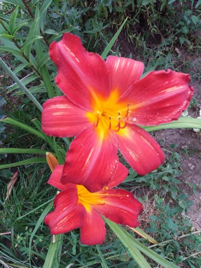 20160621_195021 - CRINI