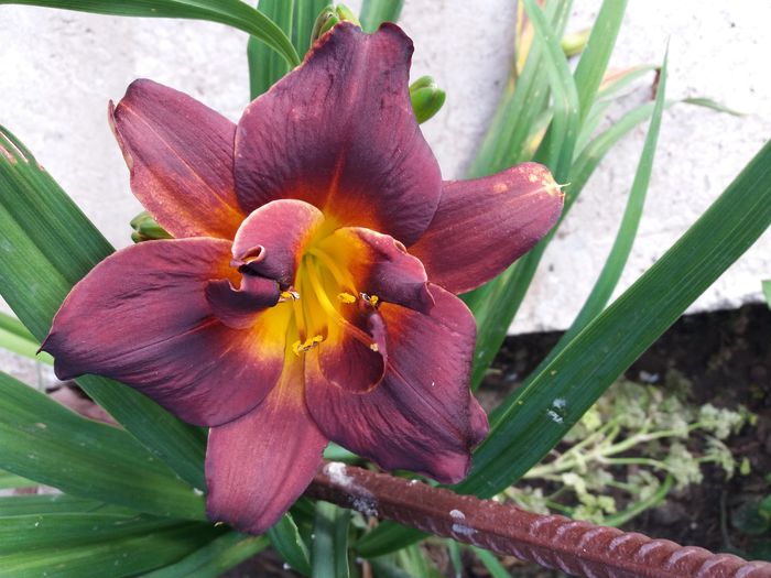 20160618_191242 - CRINI