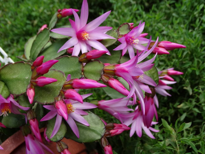 DSC08155 - Cactusi si suculente 2015-2016-2017