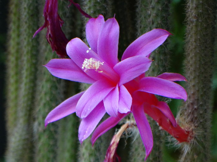 DSC07933 - Cactusi si suculente 2015-2016-2017