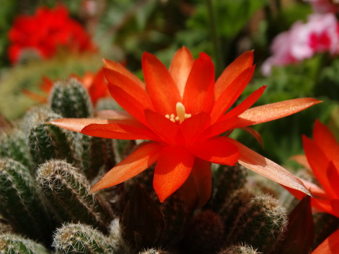 DSC07805 - Cactusi si suculente 2015-2016-2017