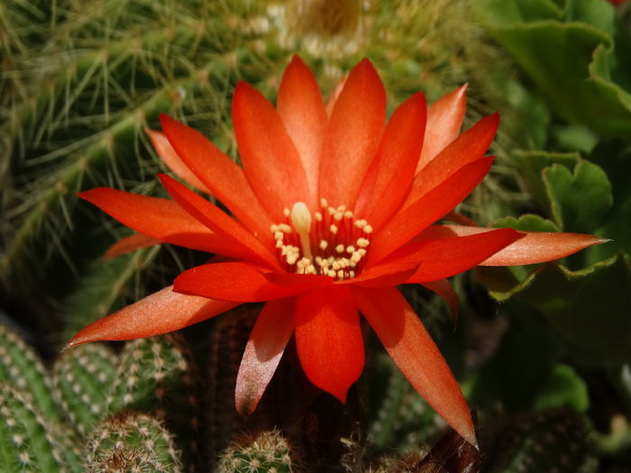 DSC07807 - Cactusi si suculente 2015-2016-2017