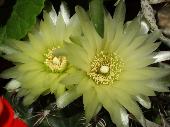 DSC07814 - Cactusi si suculente 2015-2016-2017