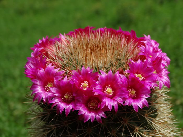 DSC07861 - Cactusi si suculente 2015-2016-2017