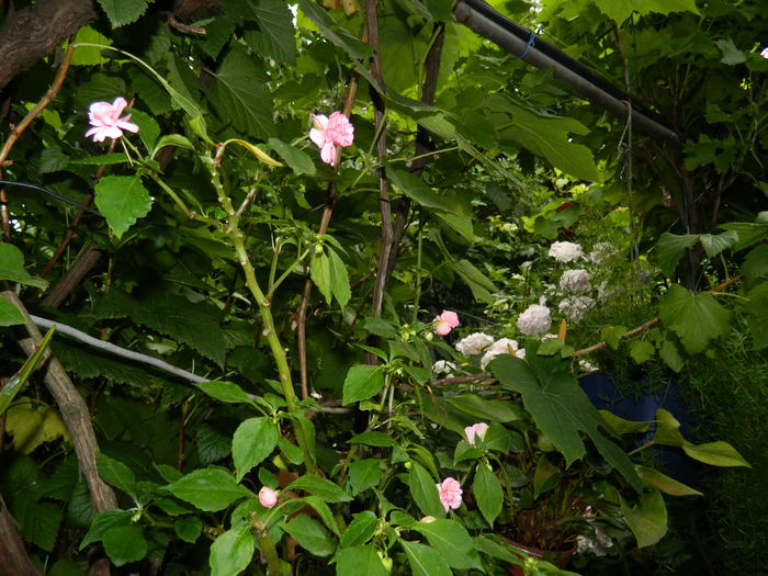 DSCN0676 - 2016 IUNIE_3