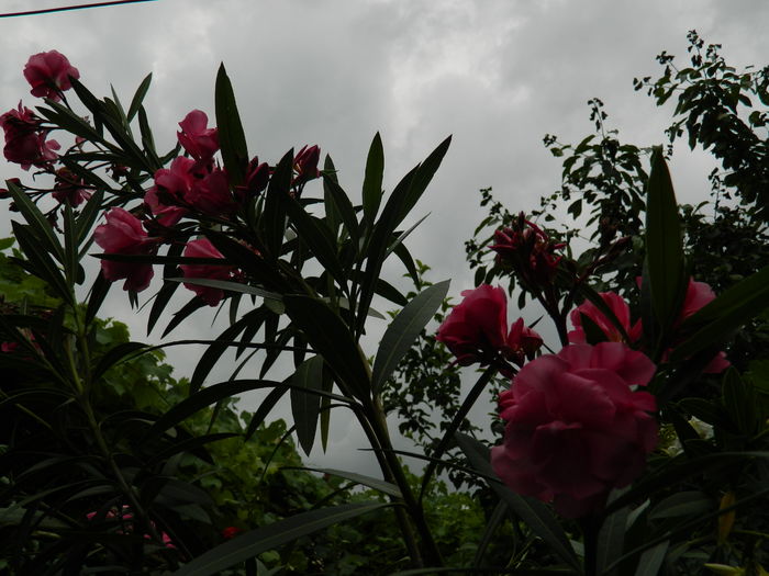 DSCN0703