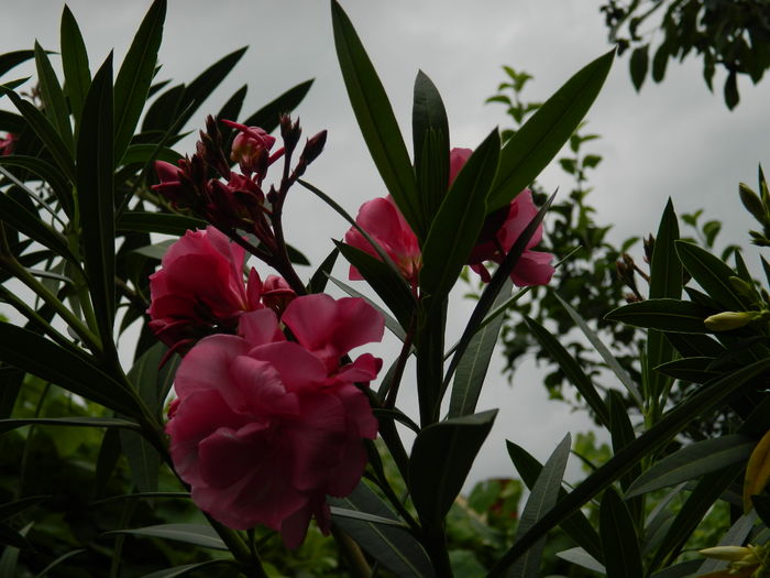 DSCN0705
