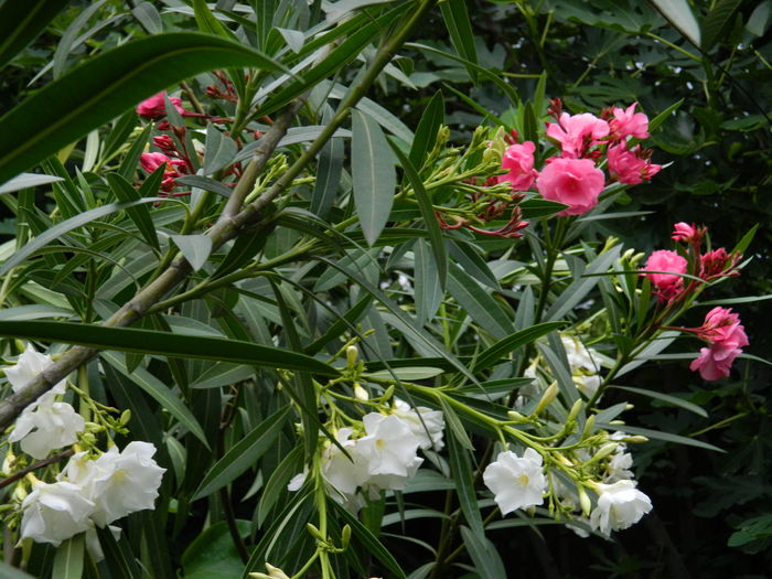 DSCN0714
