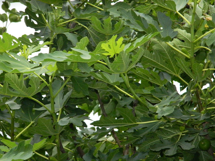 DSCN0717