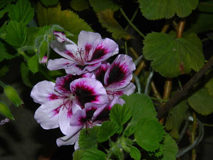 DSCN0718