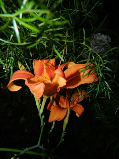 DSCN0723