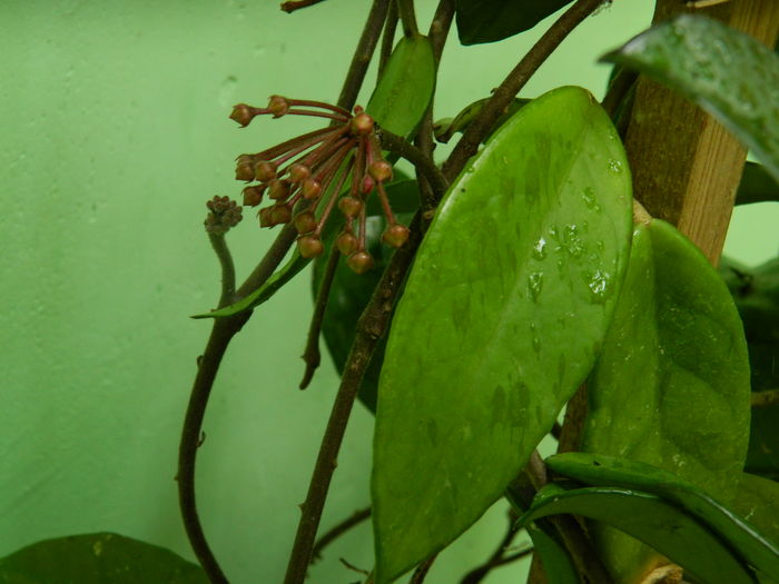 DSCN0750 - 2016 IUNIE_3