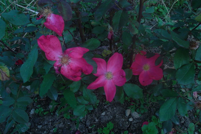 SAM_0544 - Trandafiri 2016