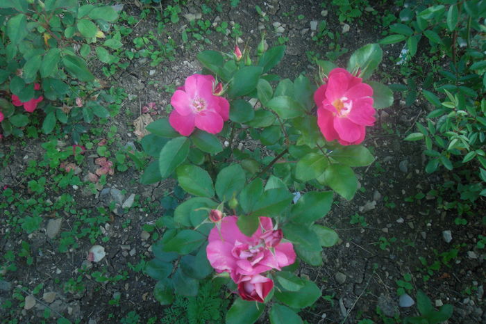 SAM_0543 - Trandafiri 2016