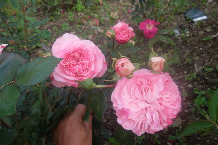 SAM_0542 - Trandafiri 2016