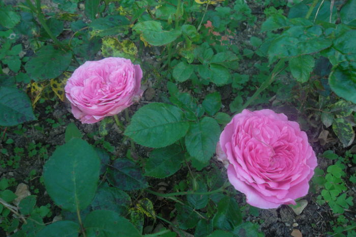 SAM_0541 - Trandafiri 2016