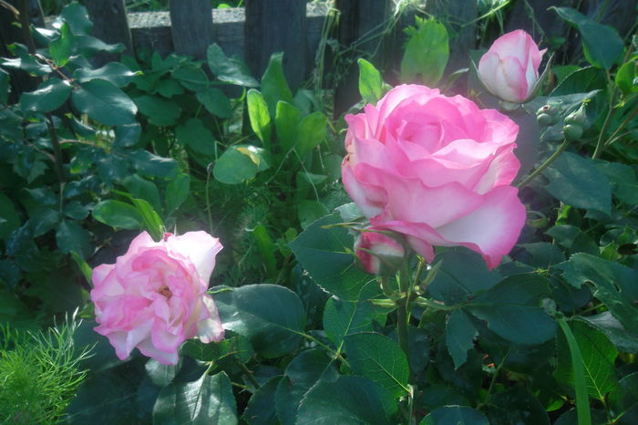 SAM_0537 - Trandafiri 2016