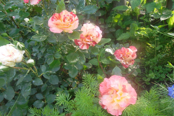 SAM_0535 - Trandafiri 2016