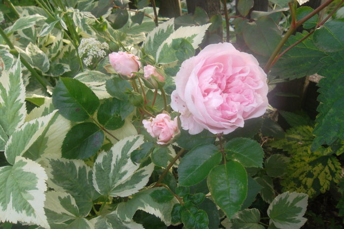 SAM_0533 - Trandafiri 2016