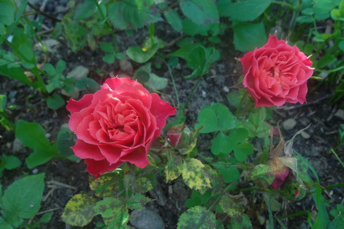 Miniatur - Trandafiri 2016