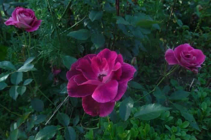 SAM_0530 - Trandafiri 2016