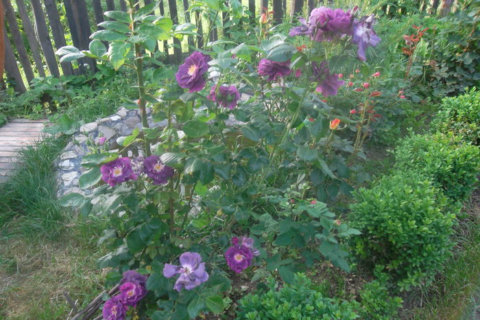 SAM_0529 - Trandafiri 2016