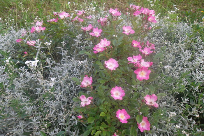 SAM_0524 - Trandafiri 2016