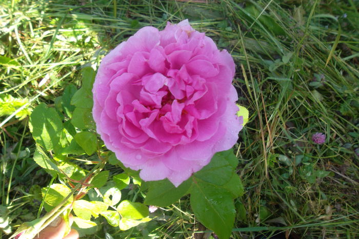 SAM_0516 - Trandafiri 2016