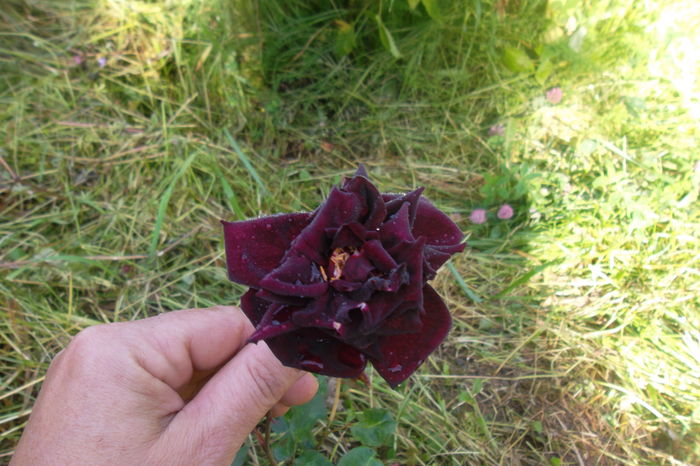 SAM_0515 - Trandafiri 2016