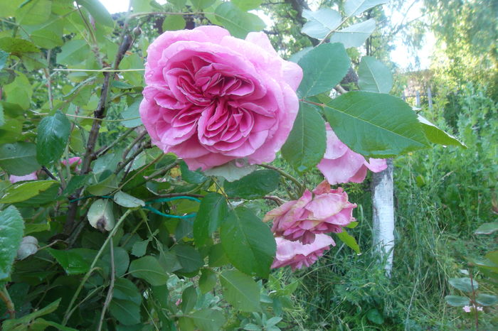 SAM_0513 - Trandafiri 2016