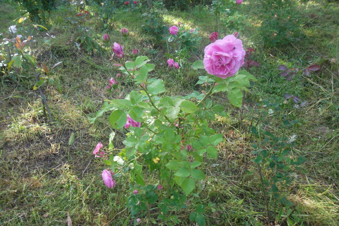 SAM_0511 - Trandafiri 2016