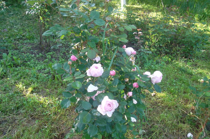 SAM_0507 - Trandafiri 2016