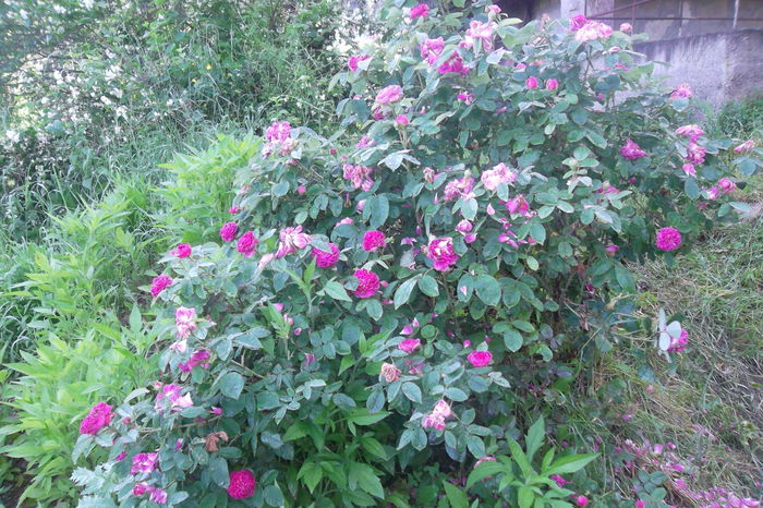 SAM_0505 - Trandafiri 2016